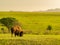 Close up shot of cute Bison in Wichita Mountains