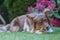 Close-up shot of a cute brown Australian Shepherd lying in a lush garden, savoring bone-shaped treat