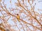 Close up shot of a cute Cedar waxwing on a tree