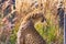 Close up shot of cute cheetah