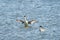 Close up shot of a cute Clark`s grebe