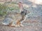 Close up shot of a cute Cottontail rabbit