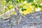 Close up shot of a cute Cottontail rabbit