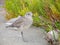 Close up shot of cute Grey plover