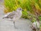 Close up shot of cute Grey plover