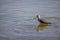 Close up shot of cute Lesser yellowlegs