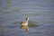 Close up shot of cute Lesser yellowlegs