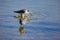 Close up shot of cute Lesser yellowlegs