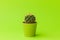 Close-up shot of cute little cactus in small green pot on lime color background.