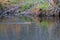 Close up shot of cute Muskrat swimming in Lake Tahoe area