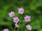 Close up shot of cute pink flowers of grass.