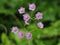 Close up shot of cute pink flowers of grass.