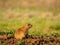 Close up shot of cute Prairie dog