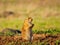 Close up shot of cute Prairie dog