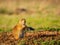 Close up shot of cute Prairie dog