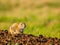 Close up shot of cute Prairie dog