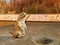 Close up shot of cute Prairie Dog modal