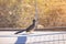 Close up shot of a cute Roadrunner on ground