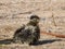 Close up shot of cute Roadrunner on the ground