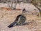 Close up shot of cute Roadrunner on the ground