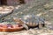 Close up shot of a cute sulcata tortoise