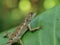 Close up shot of a cute Swinhoe\\\'s japalura on the leaf