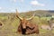 Close up shot of cute Texas longhorn in the beautiful West Midland Safari Park