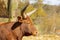 Close up shot of cute Texas longhorn in the beautiful West Midland Safari Park