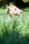 Close up shot of a cute Wire Haired Fox Terrier dog in a spring garden.