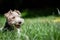 Close up shot of a cute Wire Haired Fox Terrier dog in a spring garden.