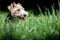 Close up shot of a cute Wire Haired Fox Terrier dog in a spring garden.