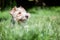 Close up shot of a cute Wire Haired Fox Terrier dog in a spring garden.