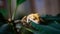 Close up shot of a cute yellow ciliated banana-eater - a rare species of gecko in a terrarium