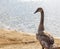 Close up shot of the cygnets, ducks, swans by the pond. Feathered