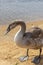 Close up shot of the cygnets, ducks, swans by the pond. Feathered