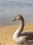 Close up shot of the cygnets, ducks, swans by the pond. Feathered