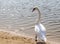 Close up shot of the cygnets, ducks, swans by the pond. Feathered