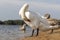 Close up shot of the cygnets, ducks, swans by the pond. Feathered