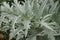 Close-up shot of Cynara cardunculus leaves