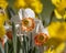 Close up shot of Daffodil flowers