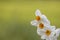 Close up shot of Daffodil flowers