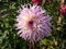 Close-up shot of the Dahlia \\\'Mingus Leroy\\\' flowering with lavender, pink puffy flowers