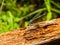 Close up shot of Damselfly on ground