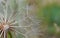 Close up shot of a dandelion blowball