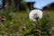 A close up shot dandelion with a blurry green background on a sunny day