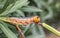 Close up shot of a Daphnis nerii pre pupal stage caterpillar on a oleander