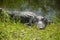 Close up shot of a dark crocodile on the ground