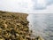 Close up shot of dead coral fragments lying on a beach on the re