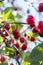 Close-up shot of delicious vibrant organic cherries hanging from the tree