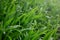 Close-up shot of dense grassy stems with dew drops. Macro shot of wet grass as background image for nature concep